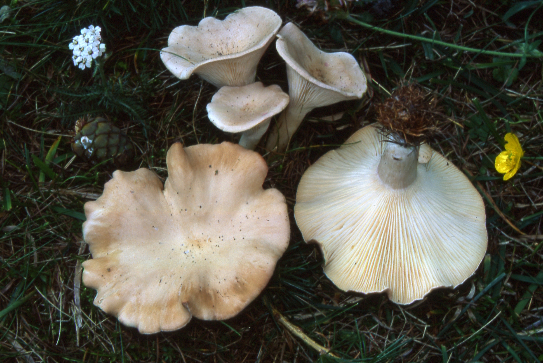 Clitocybe gibba (Pers.)P.Kumm. = C.infundibiliformis