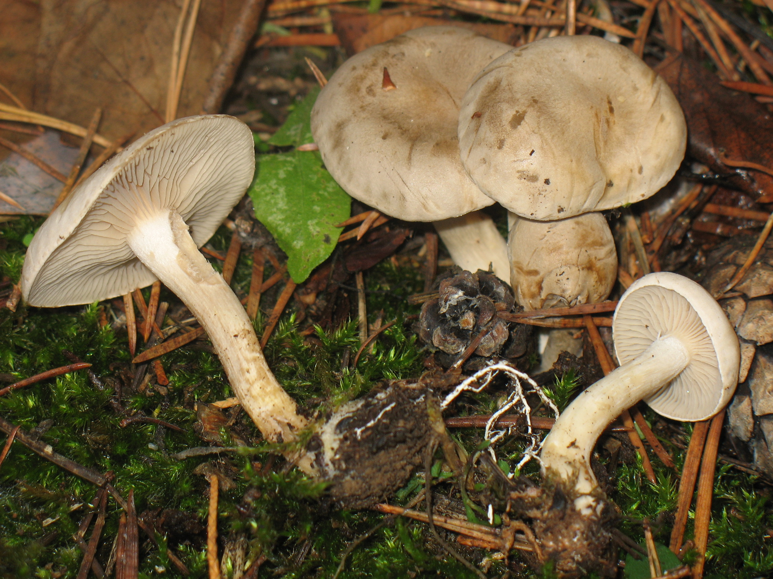 Clitocybe inornata (Sow. ex Fr.) Gill.