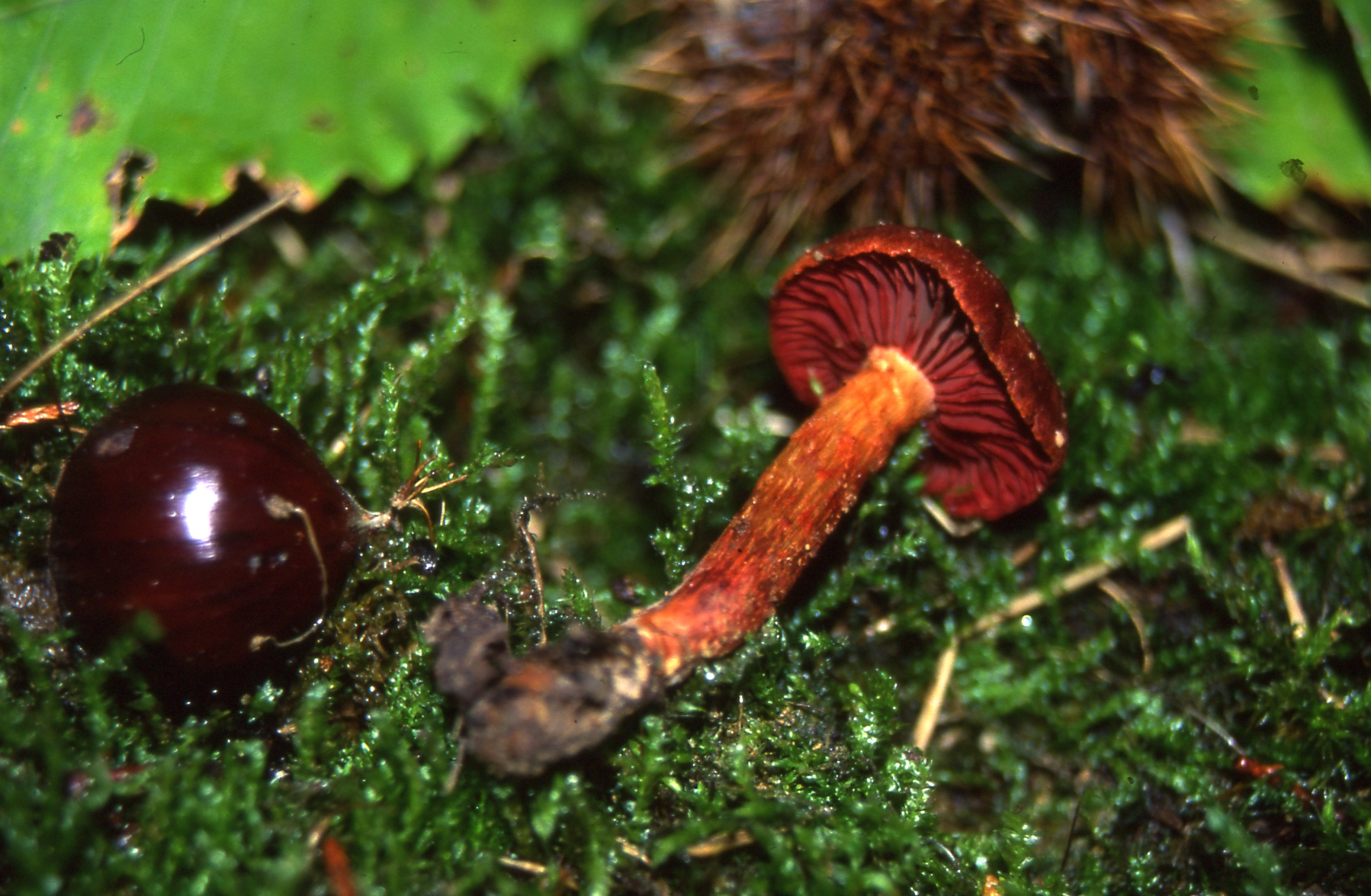 Cortinarius cinnabarinus Fr.