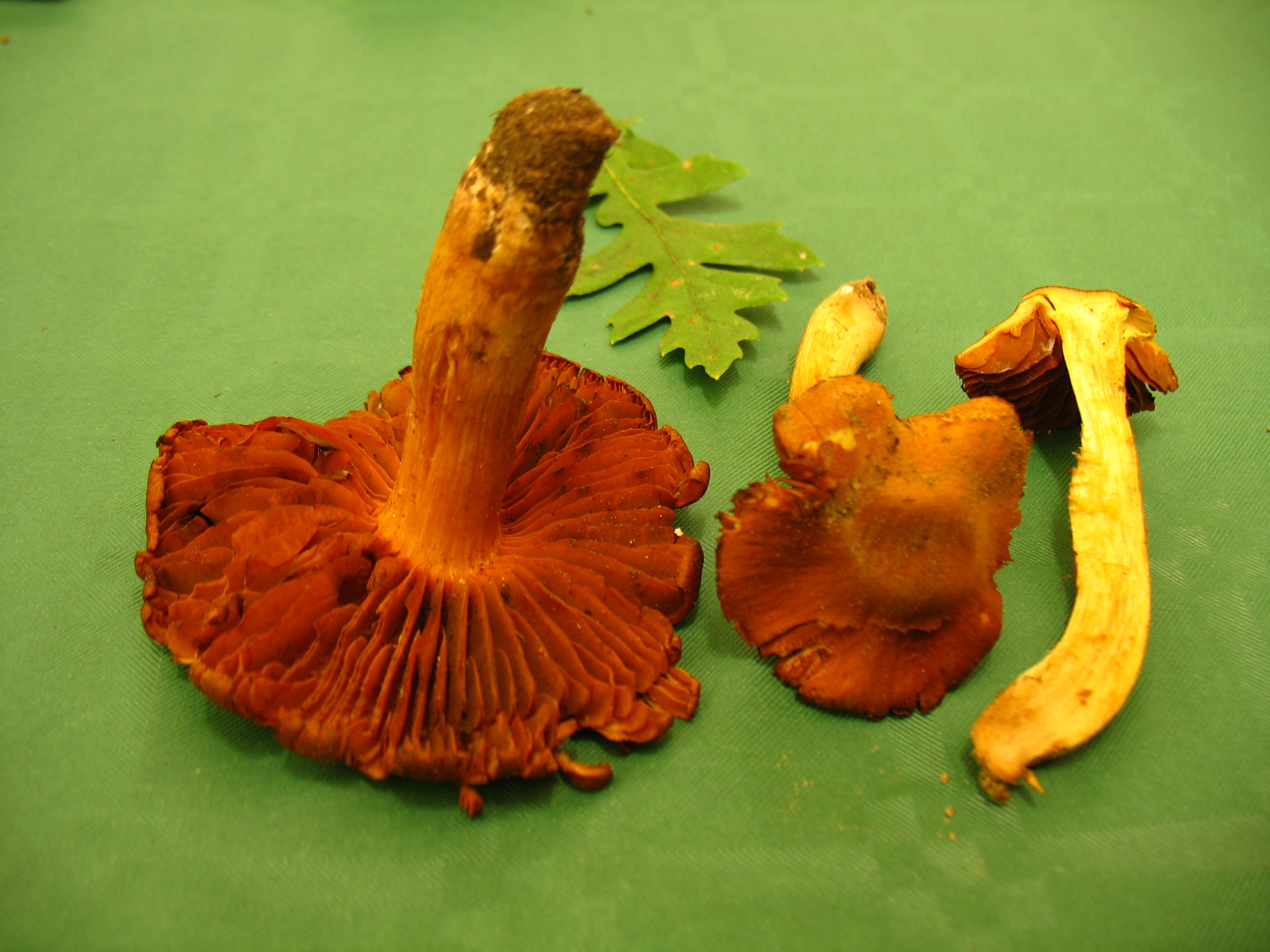 Cortinarius orellanus Fr.