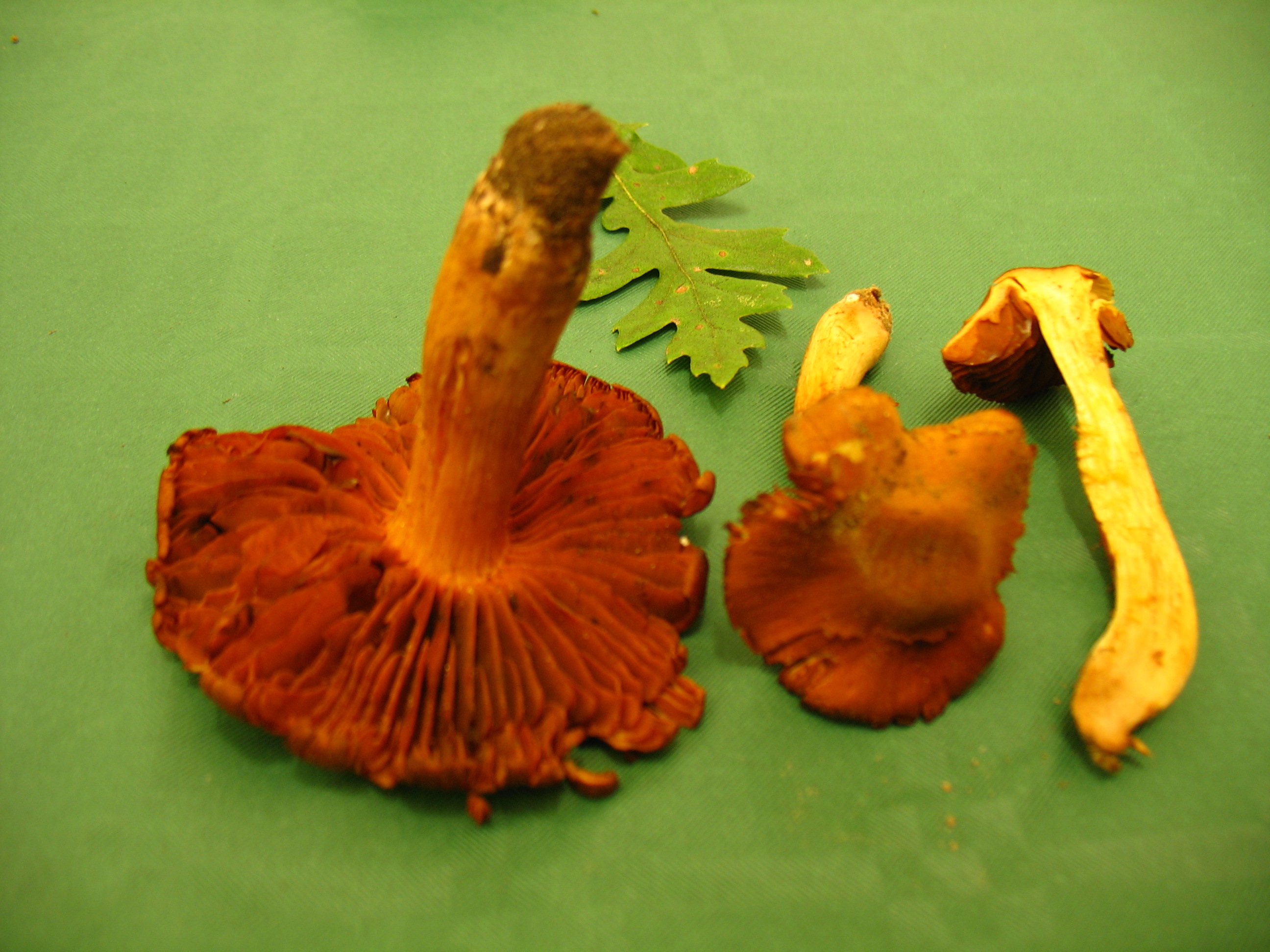 trovato il Cortinarius orellanus  (Z.De Blasis)