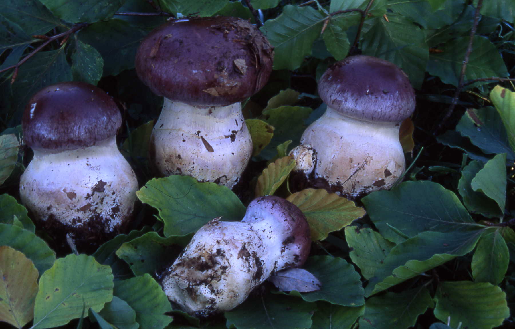 Cortinarius praestans (Corda) Gill.