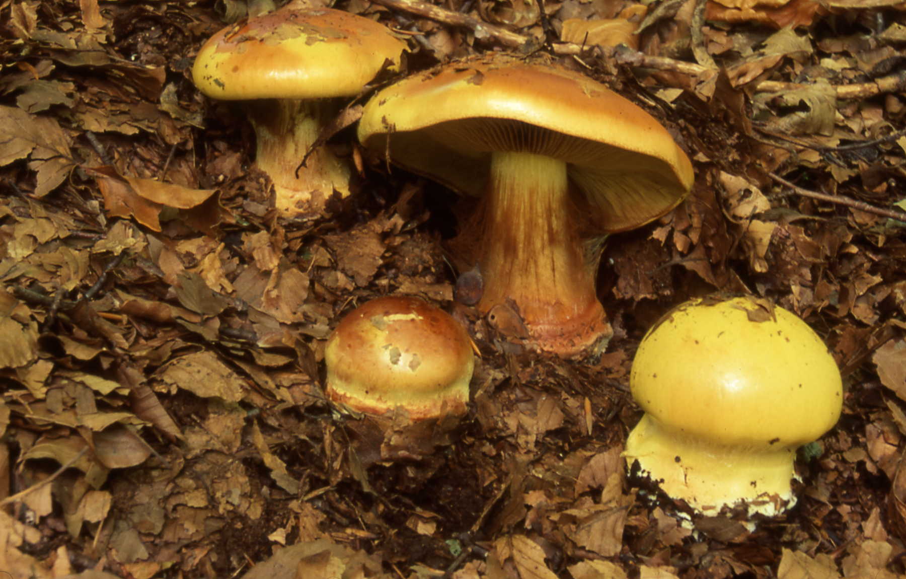 Cortinarius elegantissimus Rob. Henry