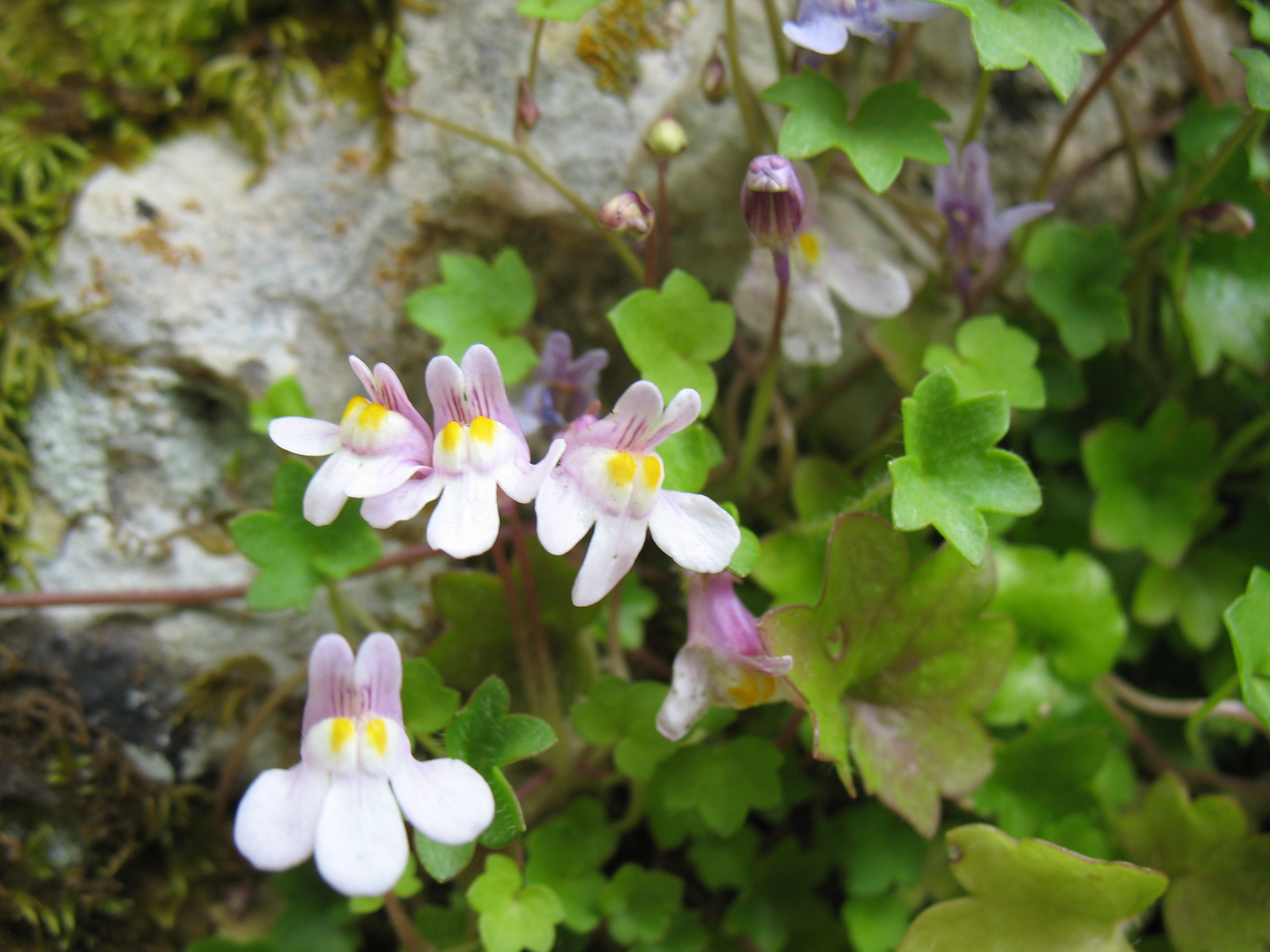 Le Piante officinali (Z. De Blasis)