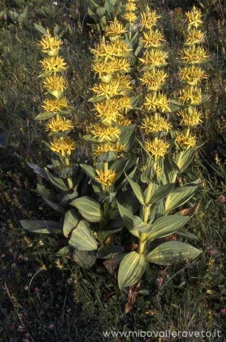 Gentiana lutea