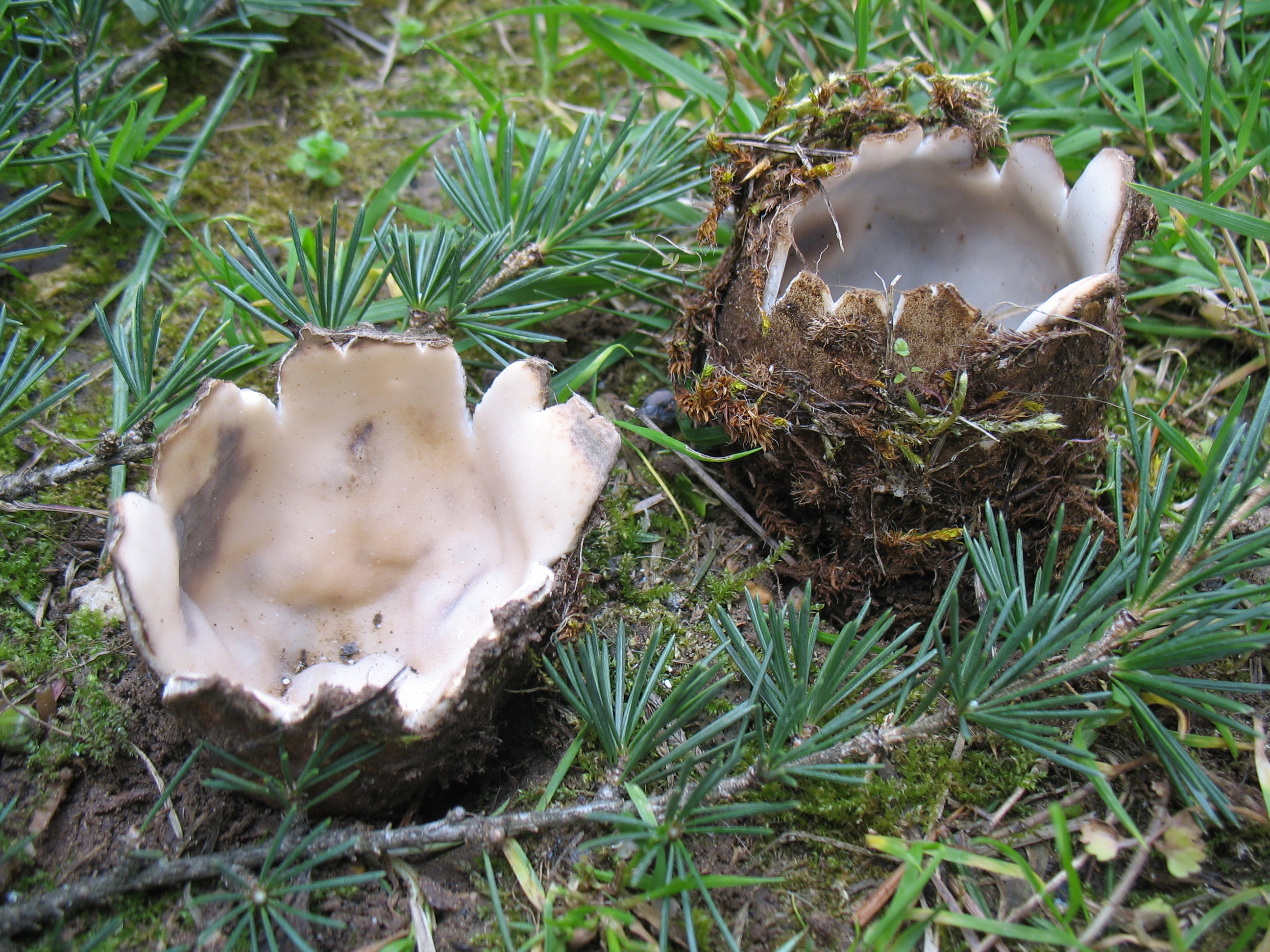 Geopora sumneriana = Sepultaria sp.