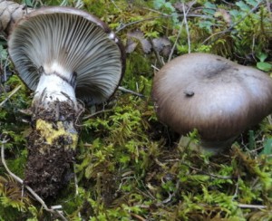 Gomphidius glutinosus (Schaeff. Fr.) Fr. (1) (FILEminimizer)