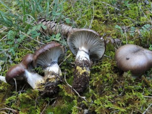 Gomphidius glutinosus (Schaeff. Fr.) Fr. (2) (FILEminimizer)