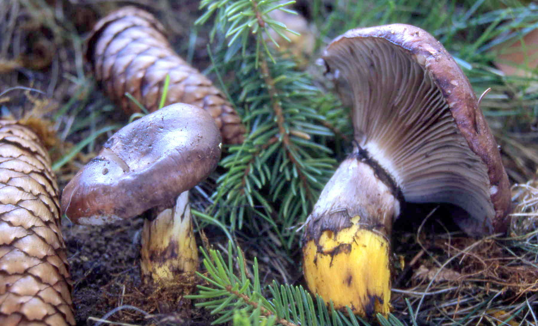 Gomphidius glutinosus (Schaeff.) Fr.