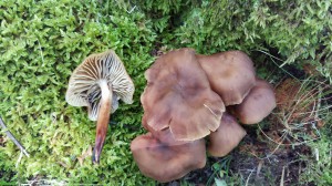 Gymnopus fusipes