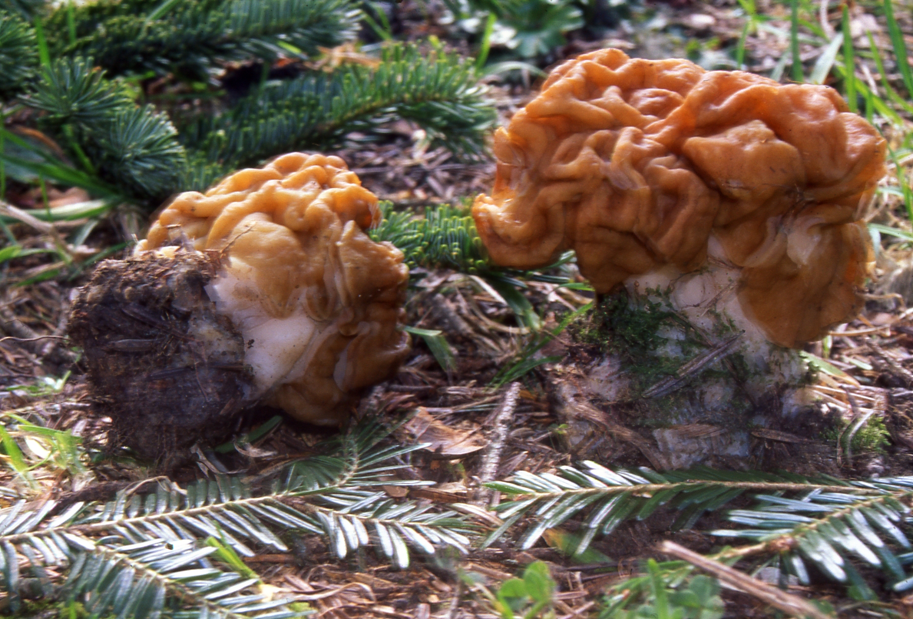 Gyromitra esculenta