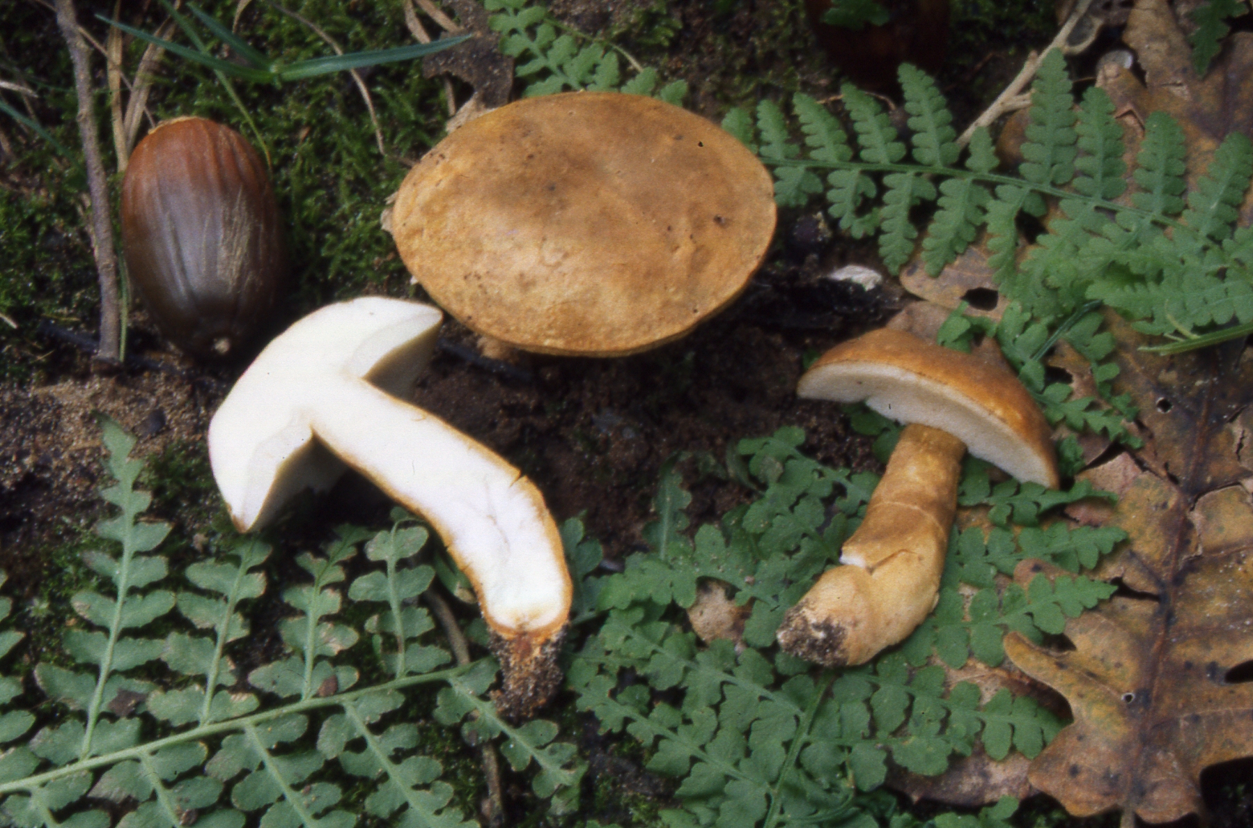 Gyroporus castaneus (Bull.) Quél.