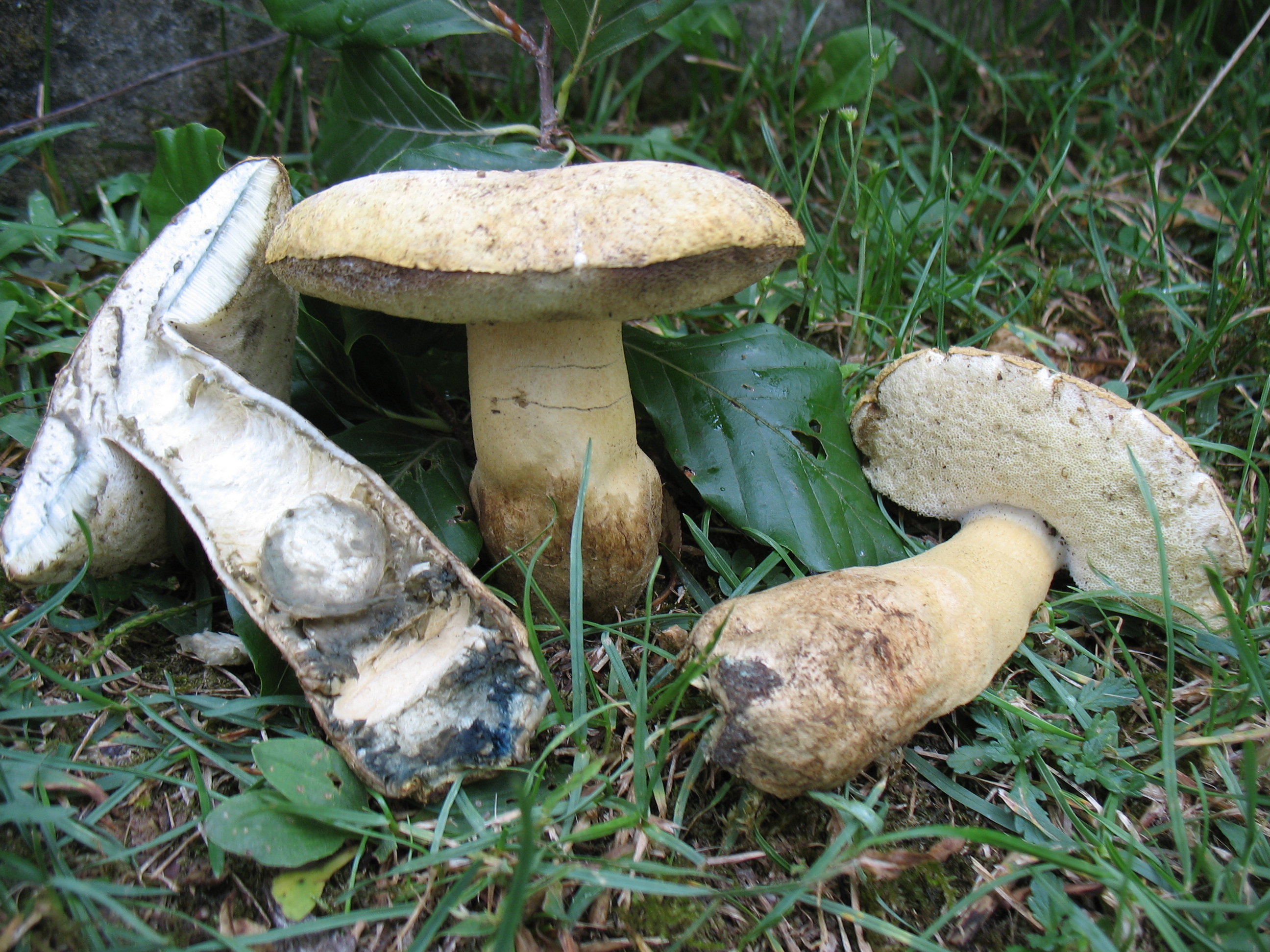 Gyroporus cyanescens  (Bull.) Quél.
