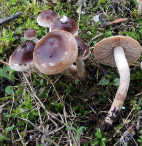 Hebeloma mesophaeum foto G.Curti (2)