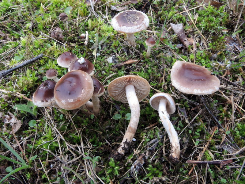 Hebeloma mesophaeum (Pers.) Quél.