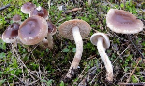 Hebeloma mesophaeum foto G.Curti (4)
