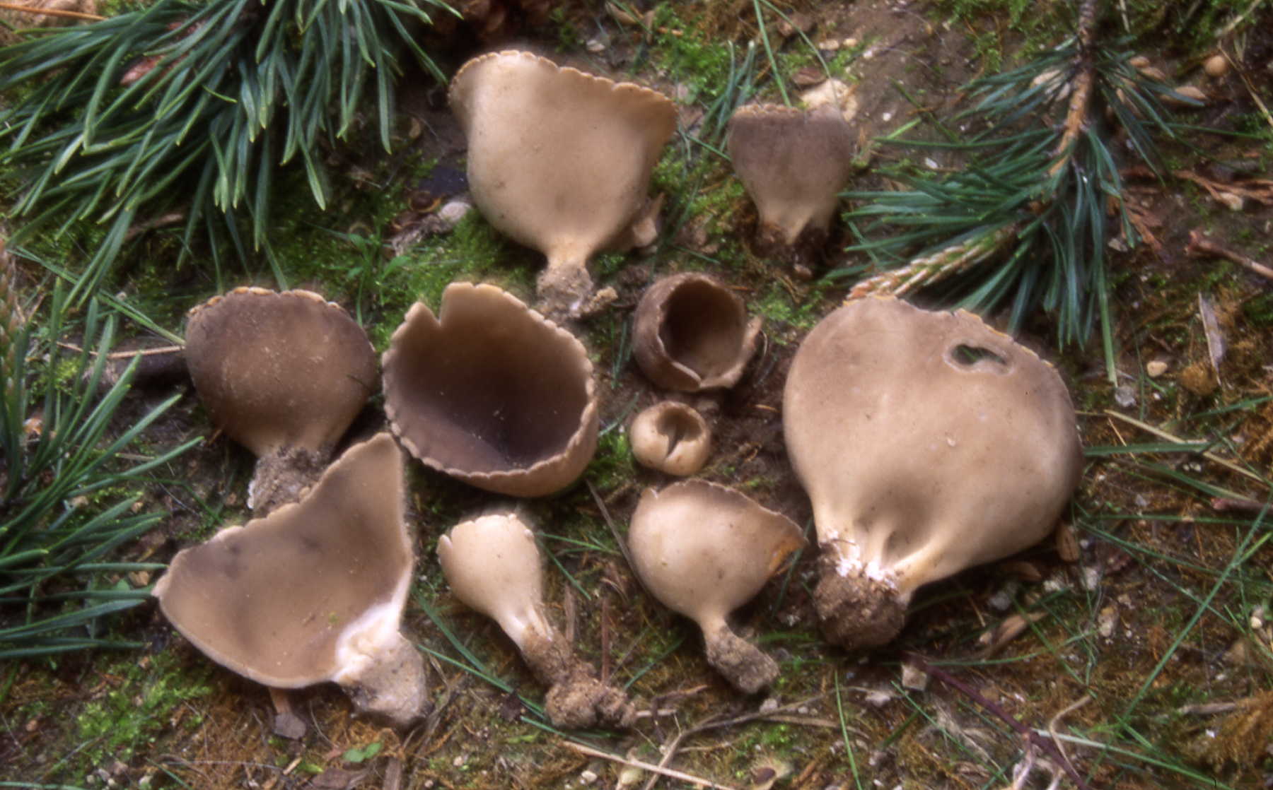 Helvella acetabulum