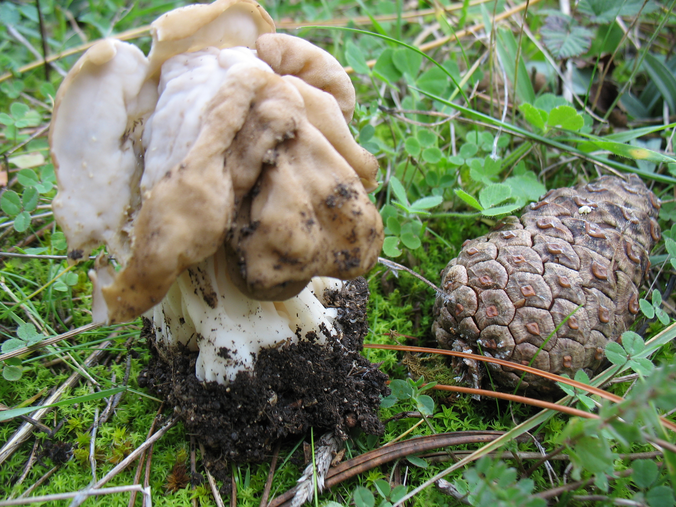 Helvella crispa