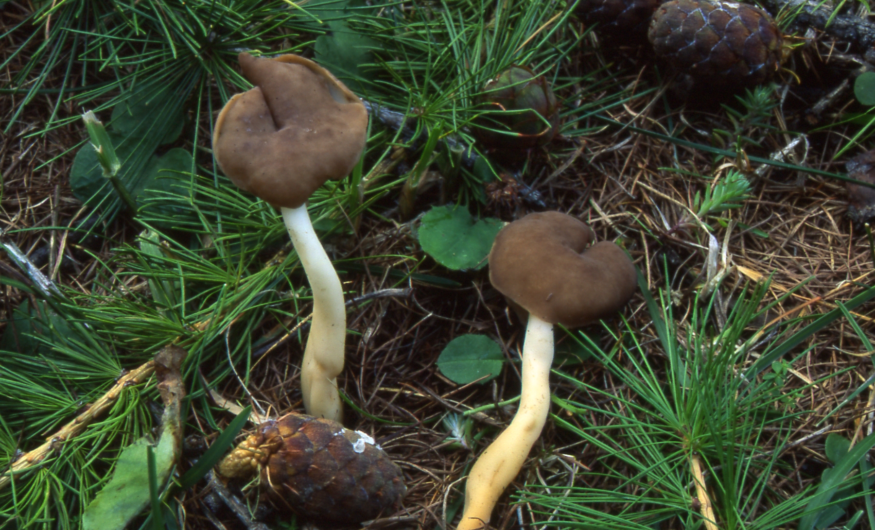 Helvella elastica =Leptopodia elastica