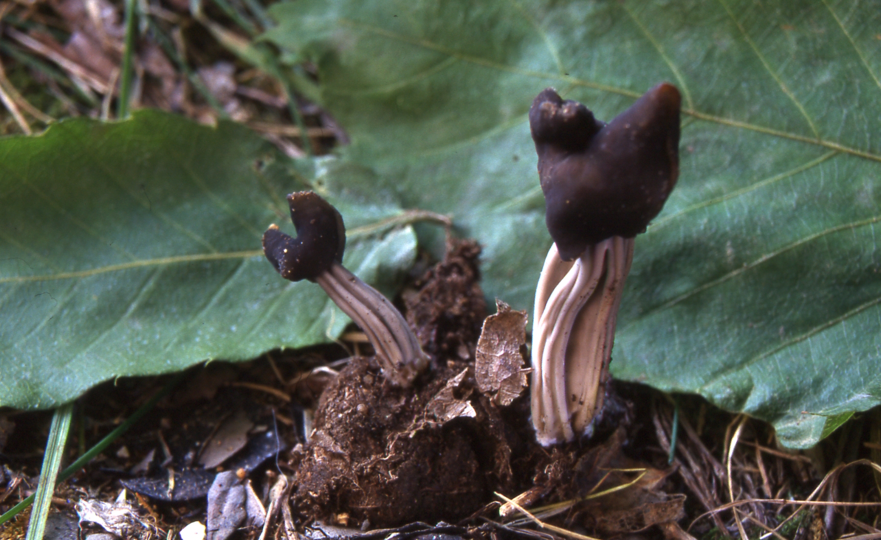 Helvella lacunosa = H.sulcata