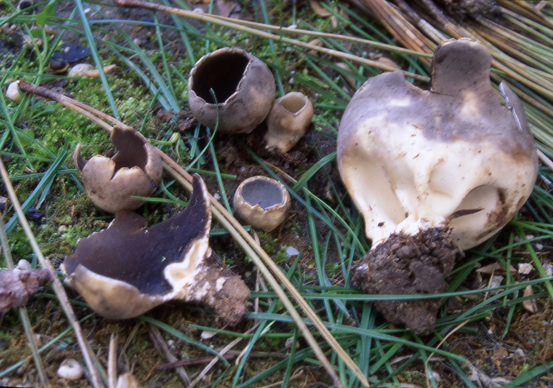 Helvella leucomelaena