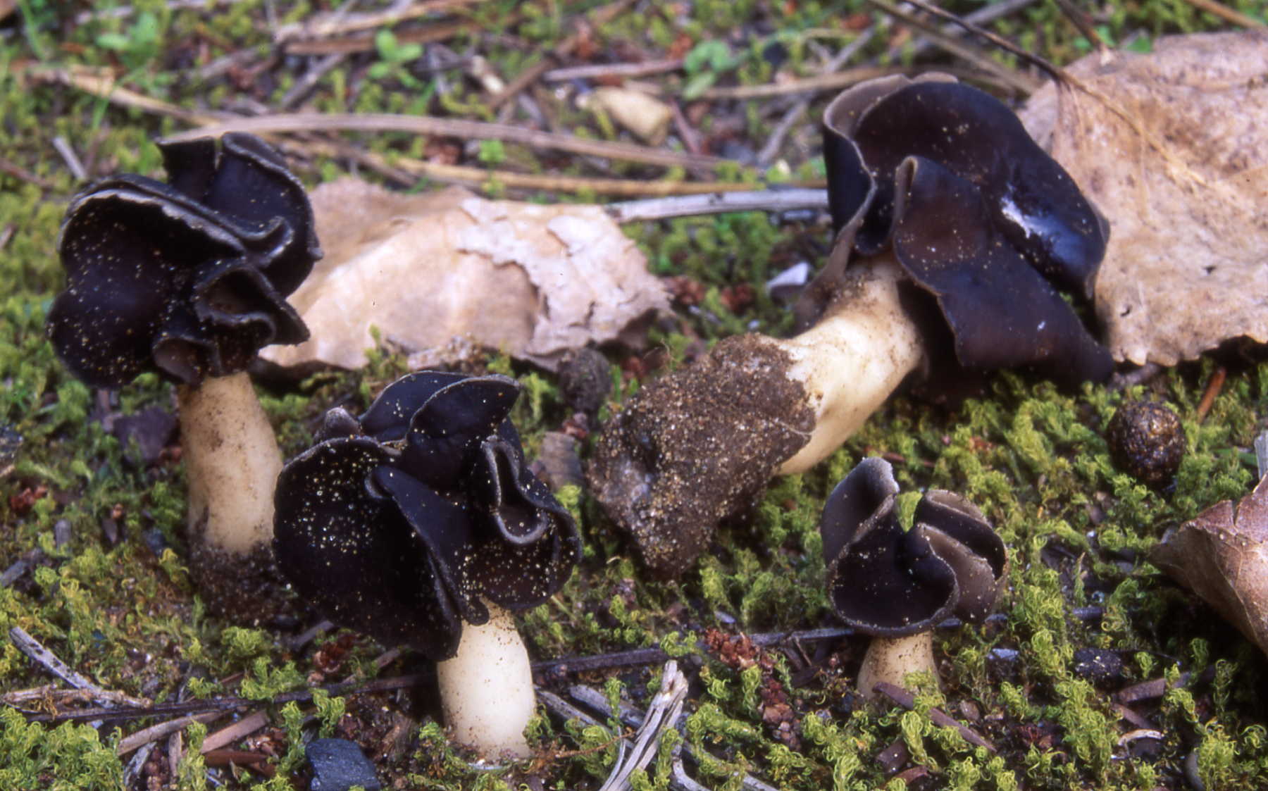 Helvella monachella