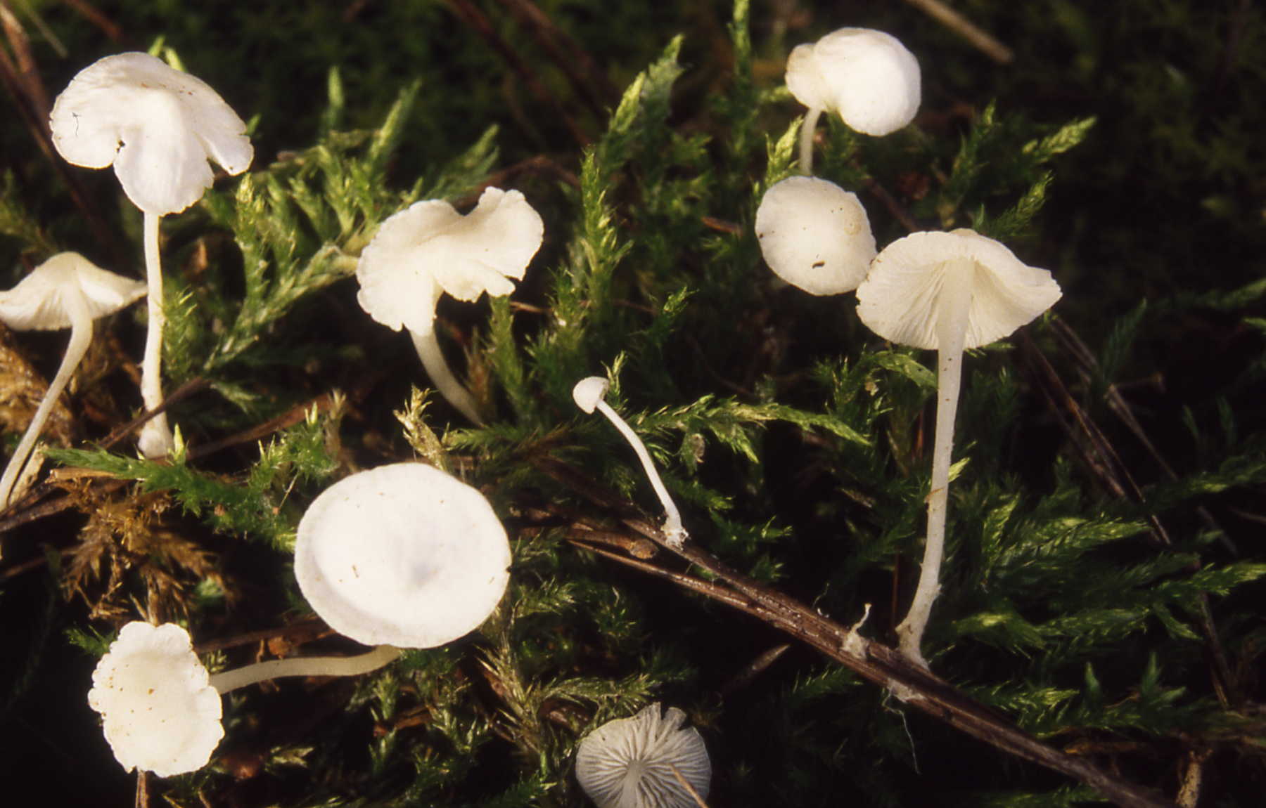Hemimycena lactea (Pers.) Singer