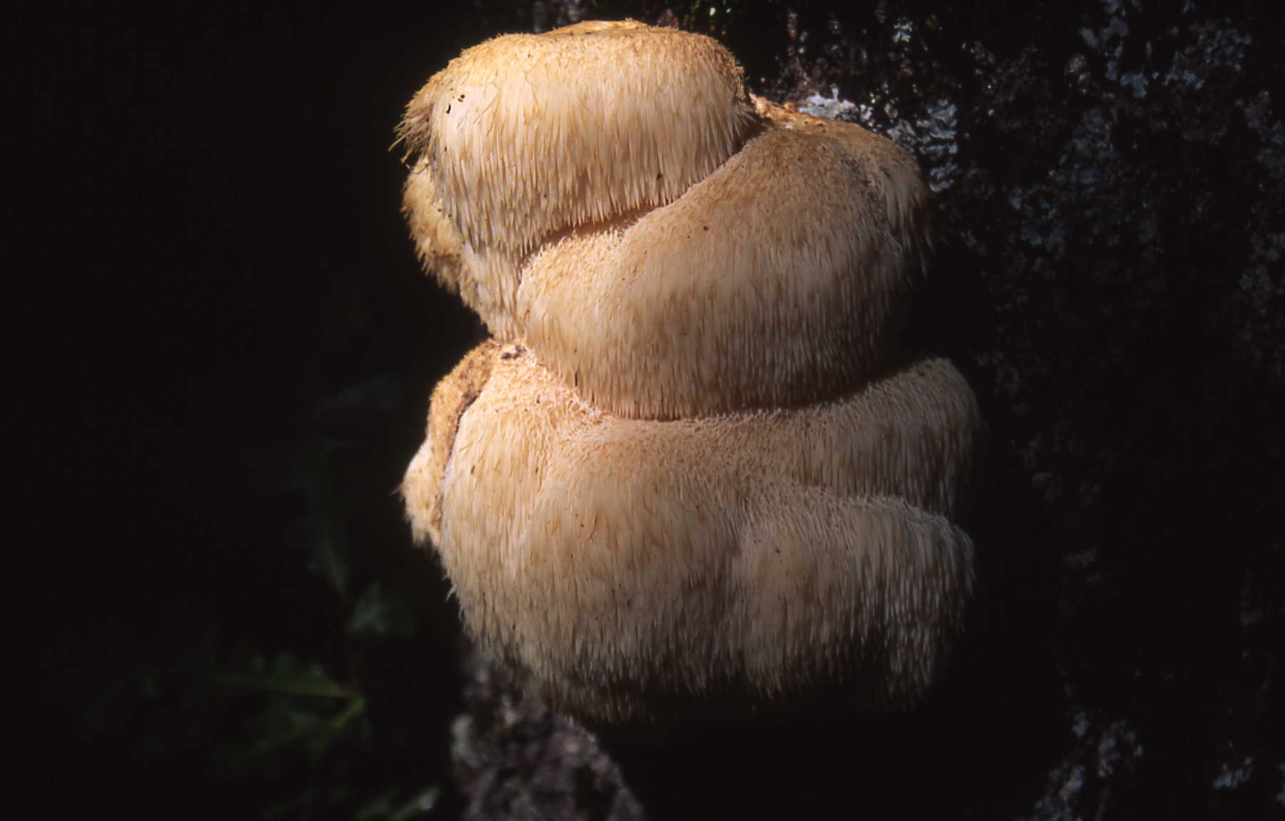 Hericium erinaceum