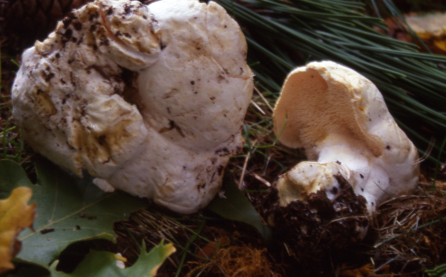 Hydnum albidum