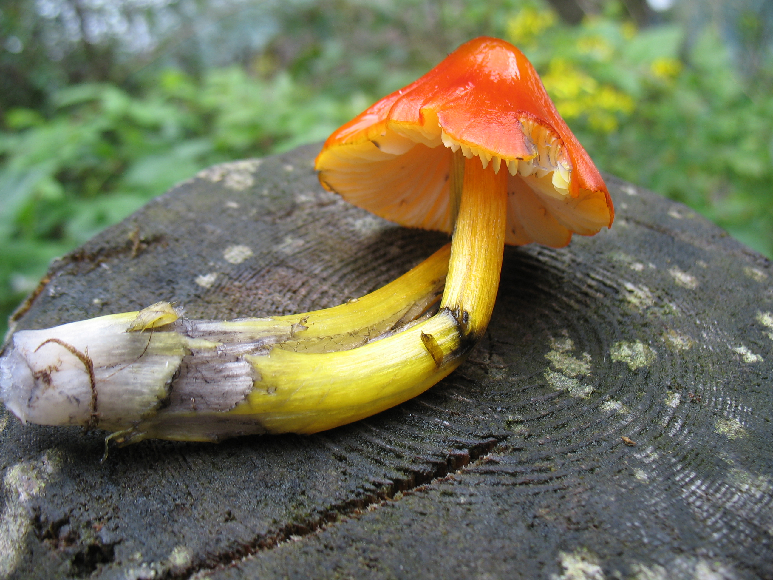 Hygrocybe conica