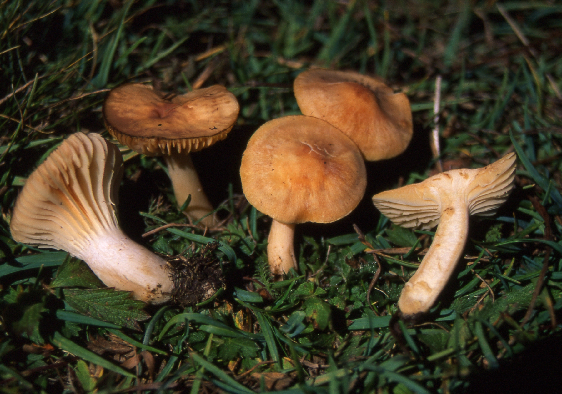 Hygrocybe pratensis