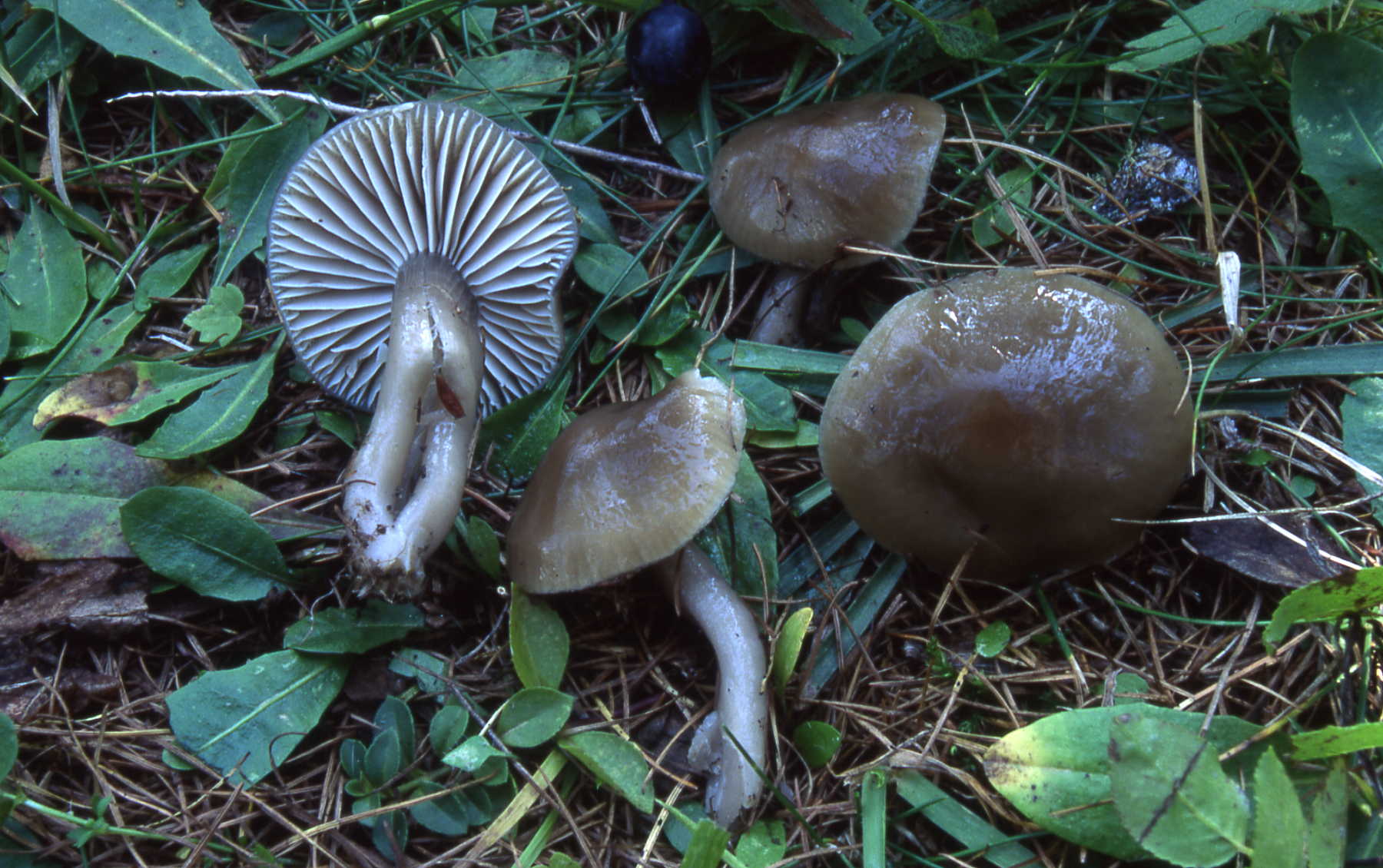 Hygrocybe unguisona