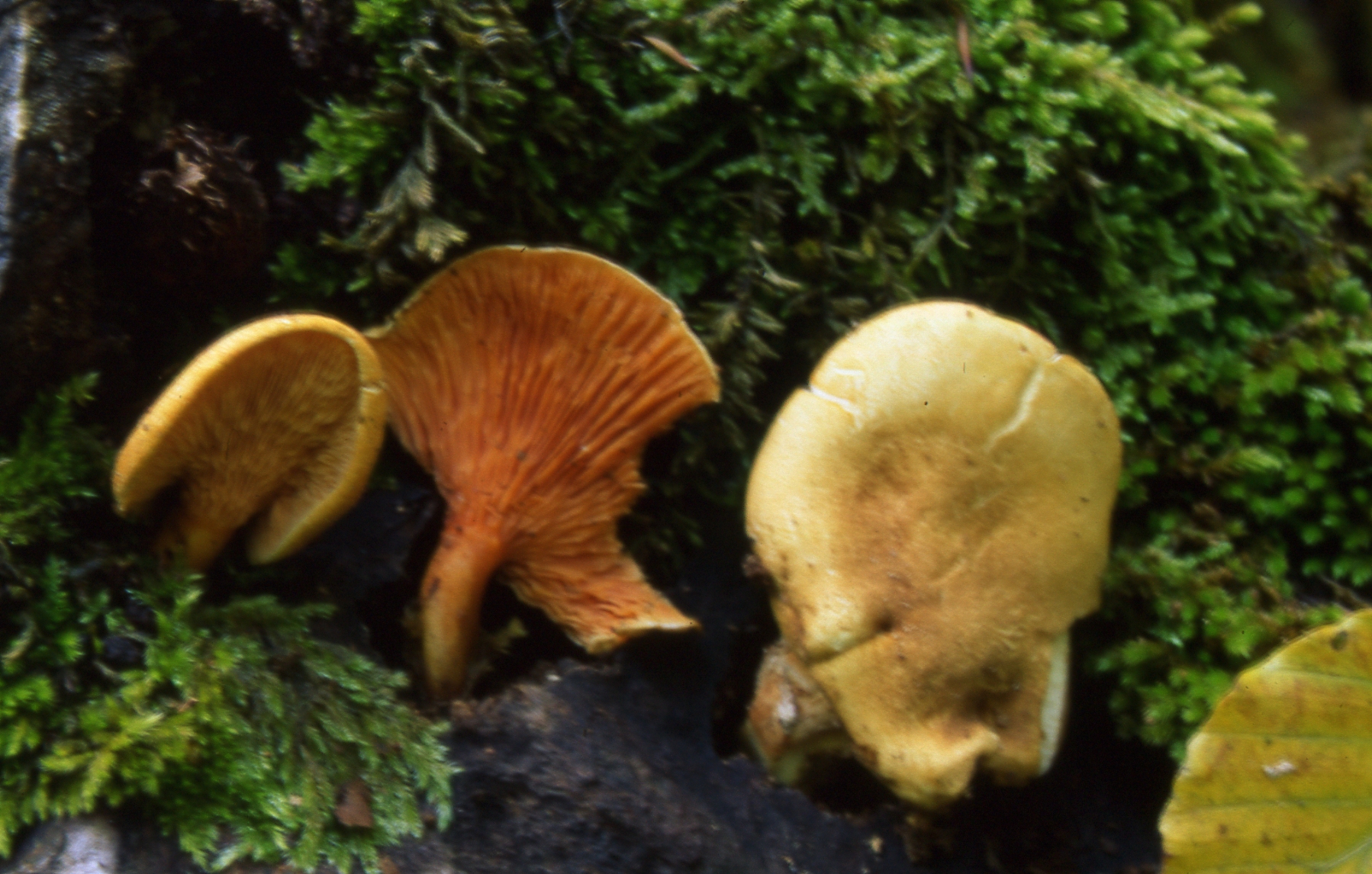 Hygrophoropsis aurantiaca