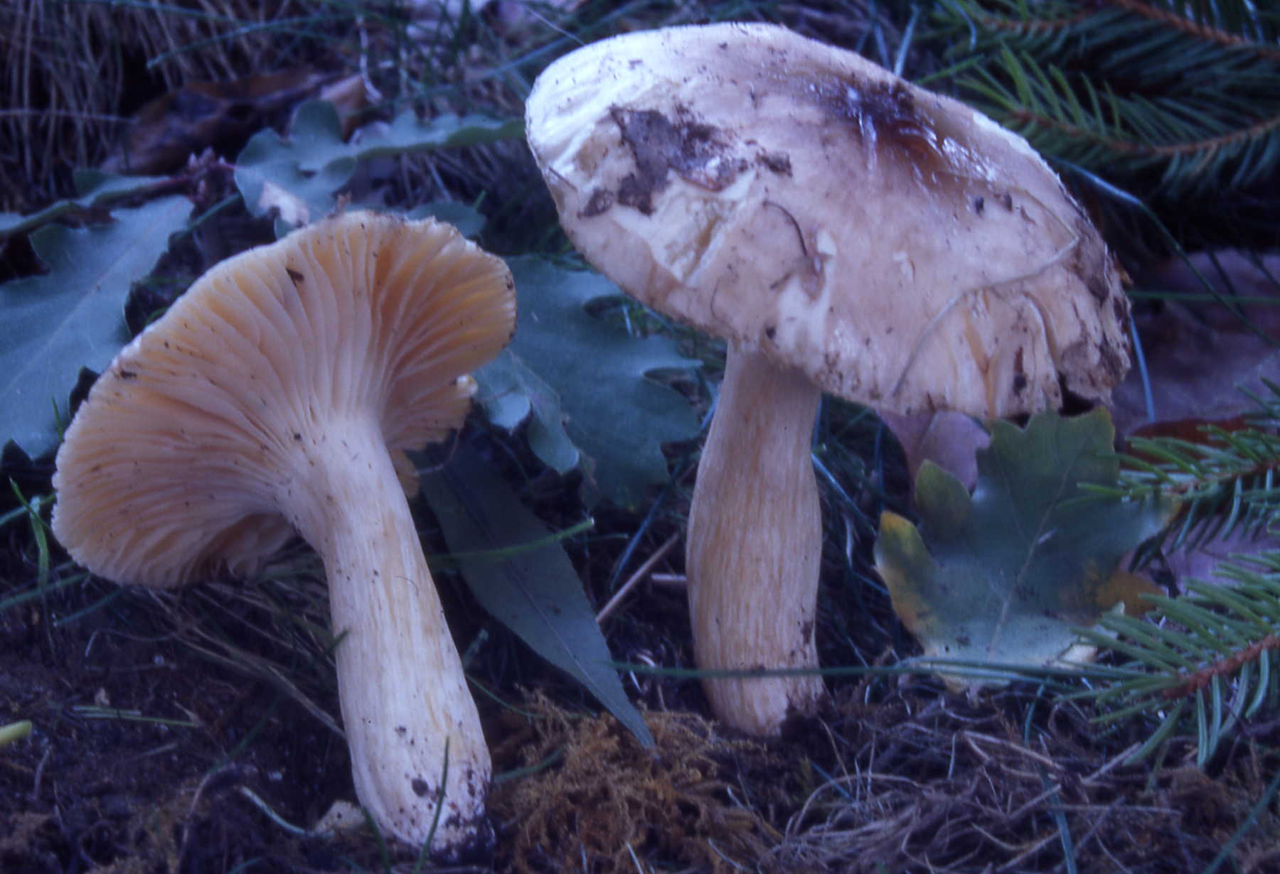 Hygrophorus arbustivus