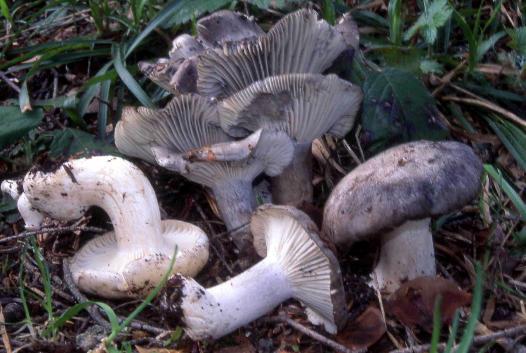 Hygrophorus marzuolus