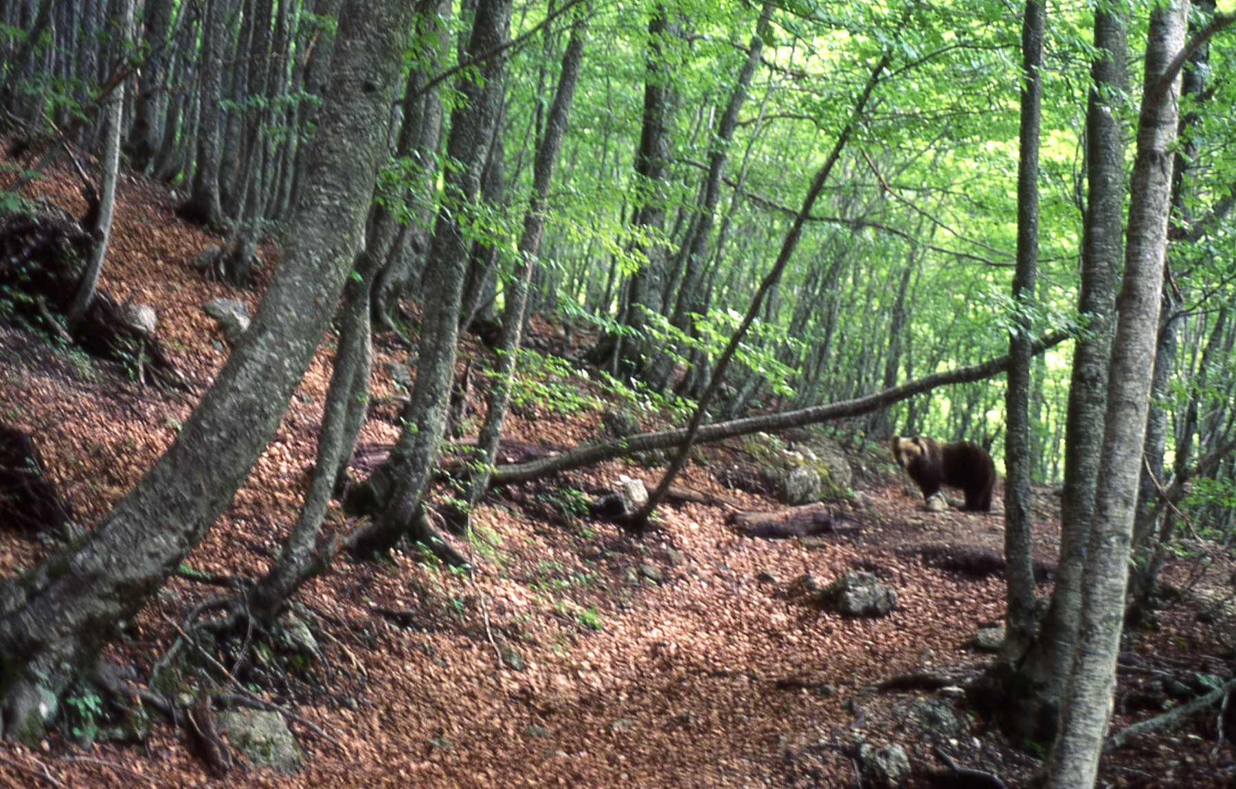 Incontro con l’orso (Z.De Blasis)