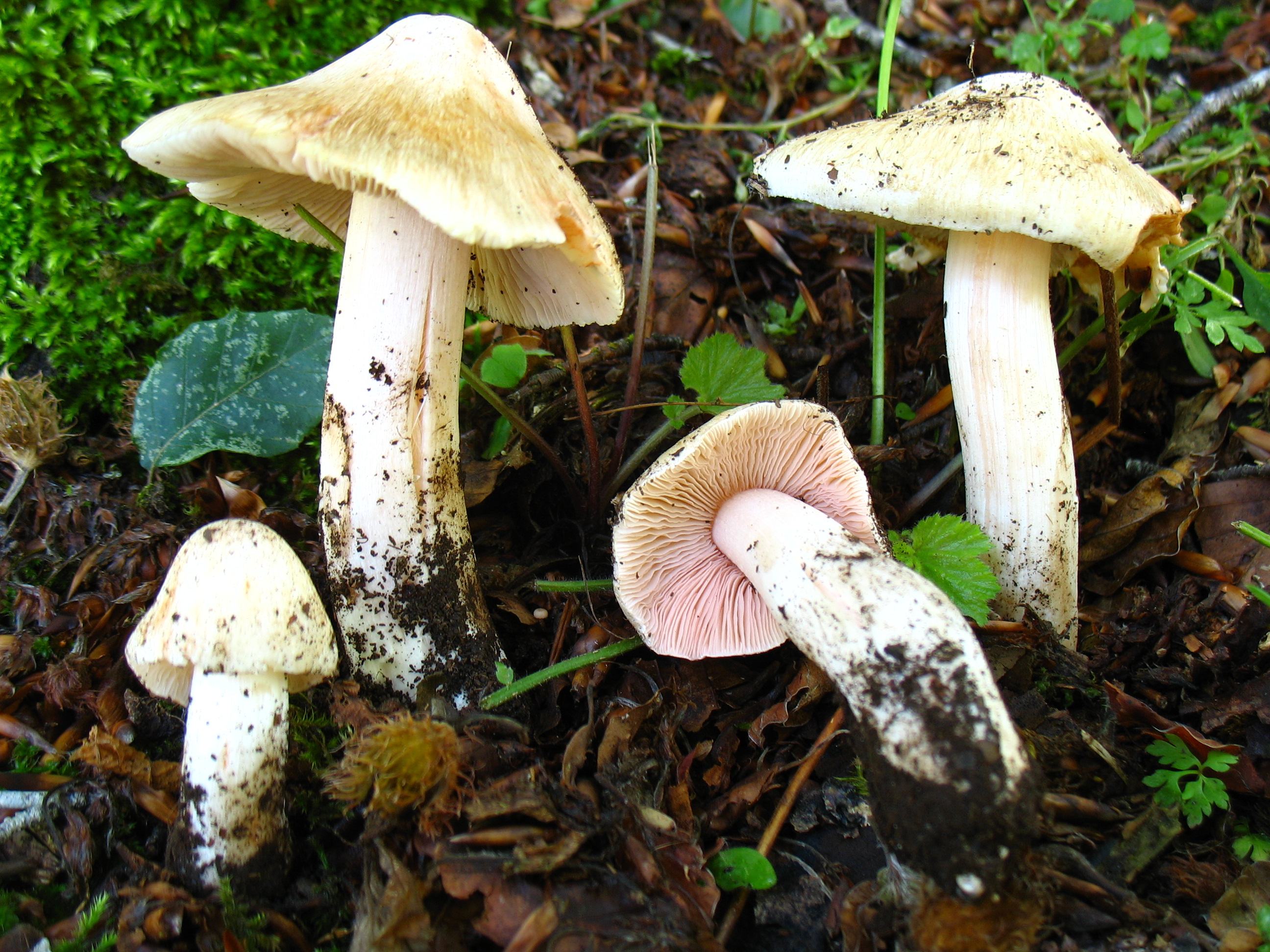 Inocybe patouillardii Bres.