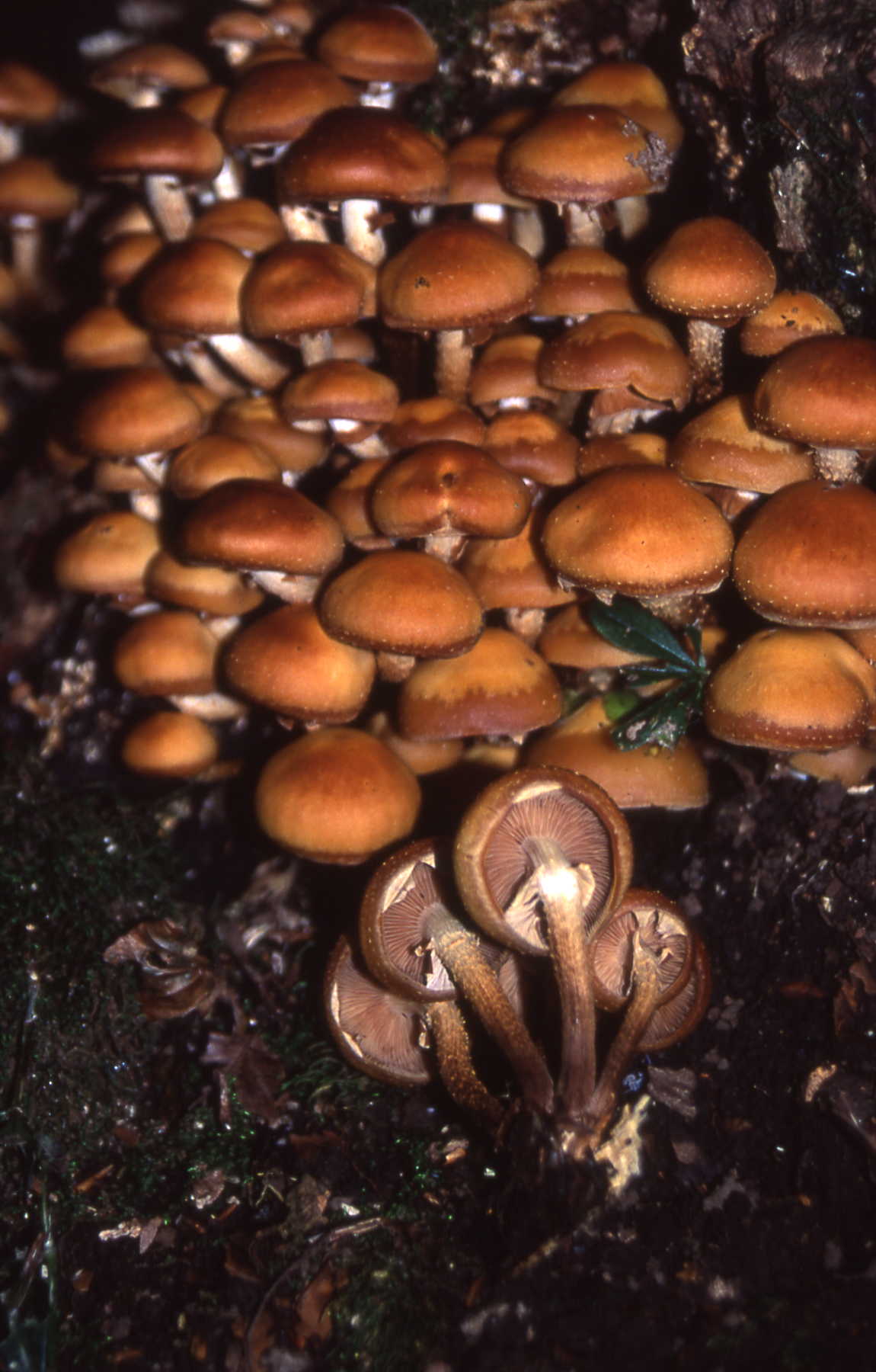 Kuehneromyces mutabilis = Pholiota mutabilis