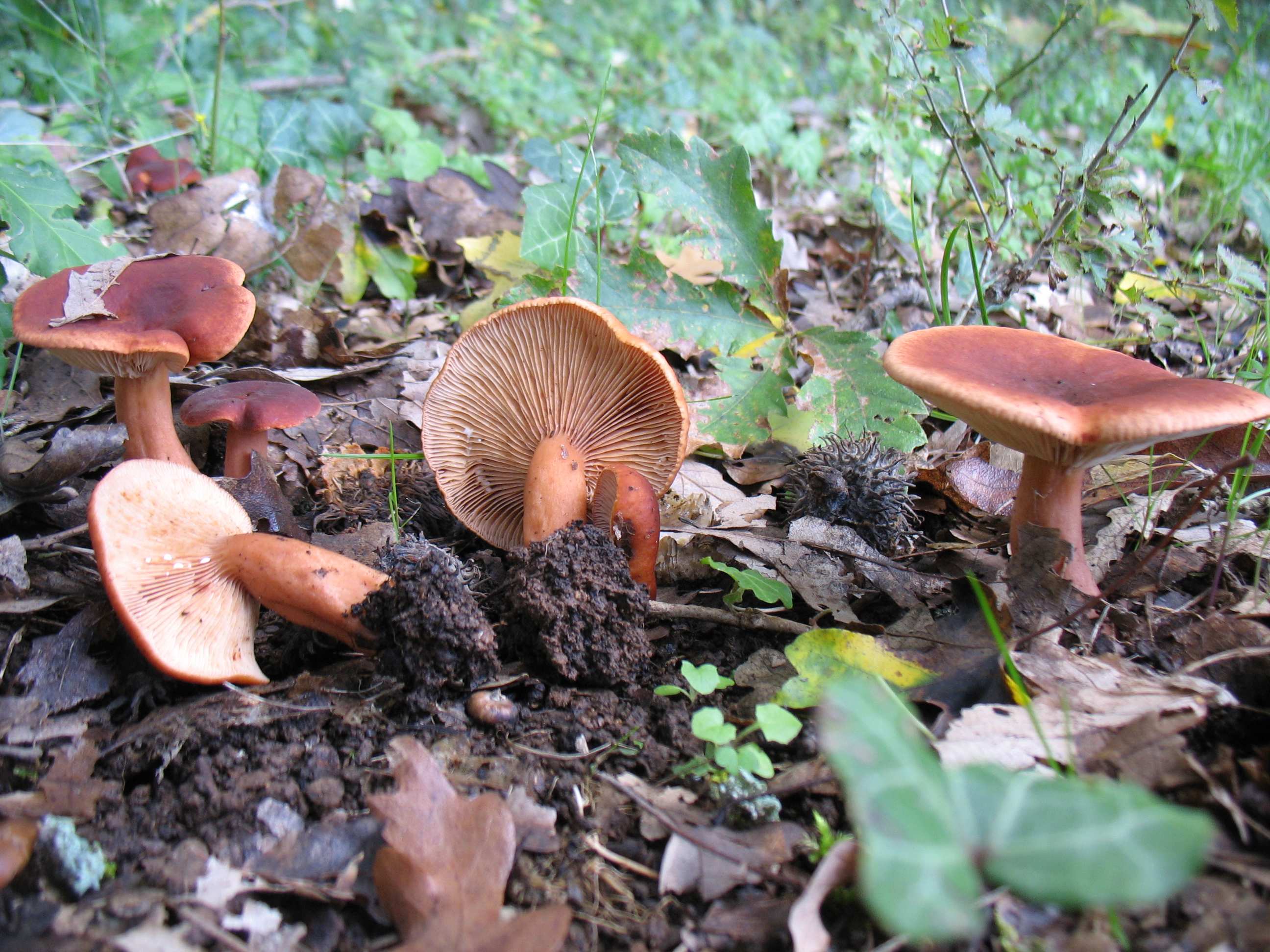 Lactarius britannicus