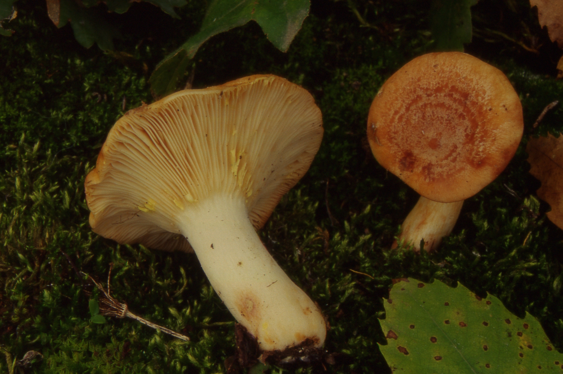 Lactarius chrysorrheus