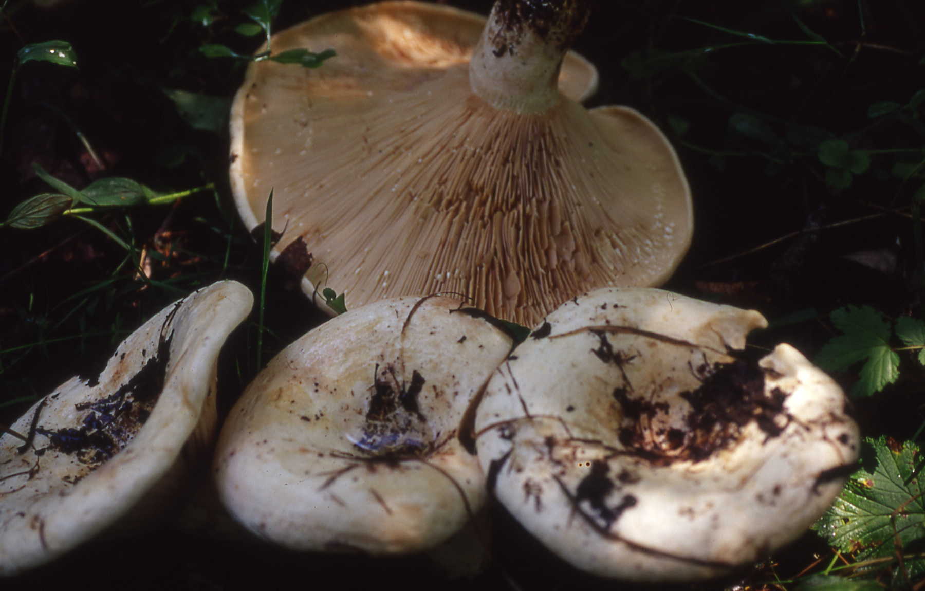 Lactarius controversus