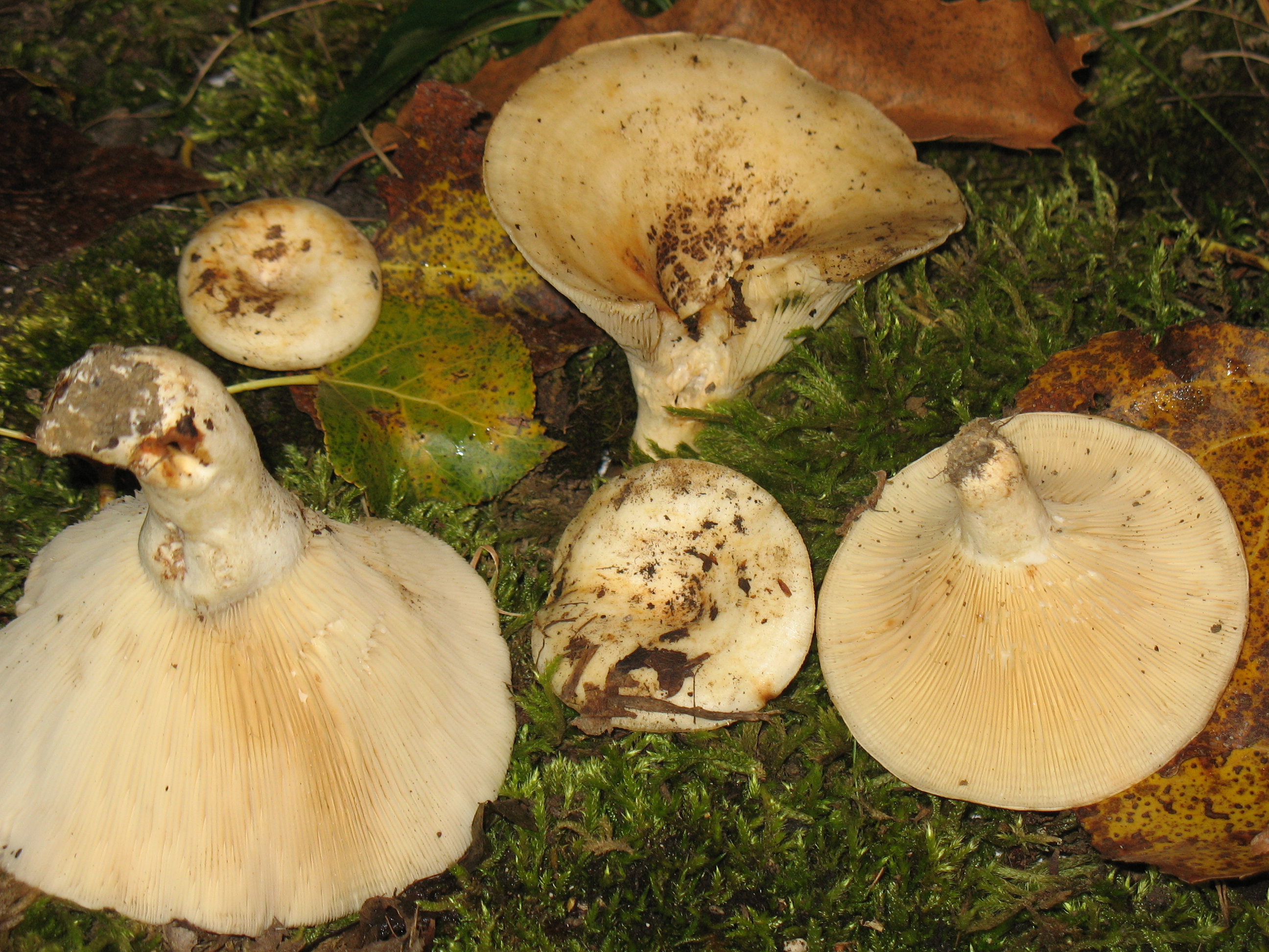 Lactarius evosmus