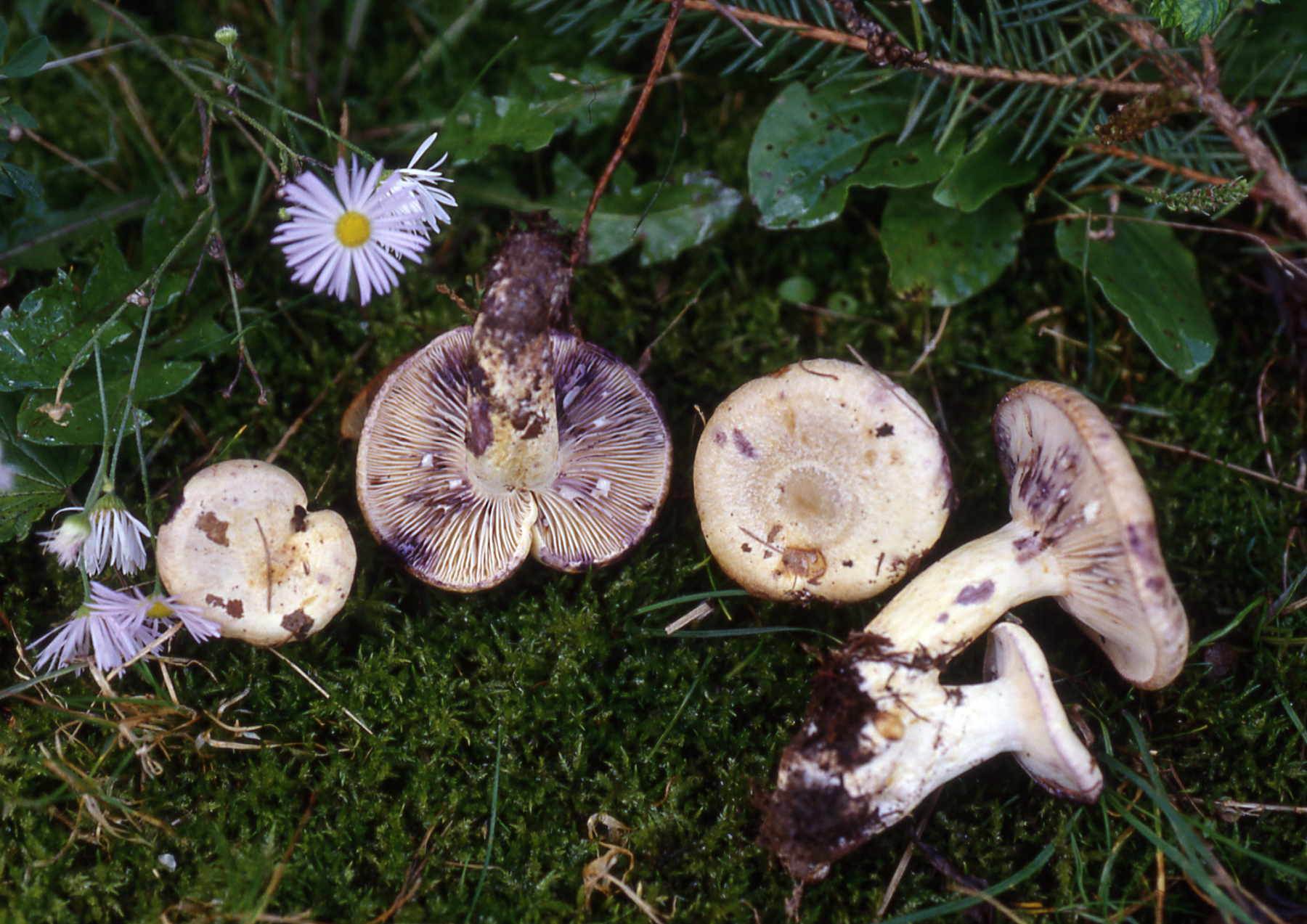 Lactarius flavidus