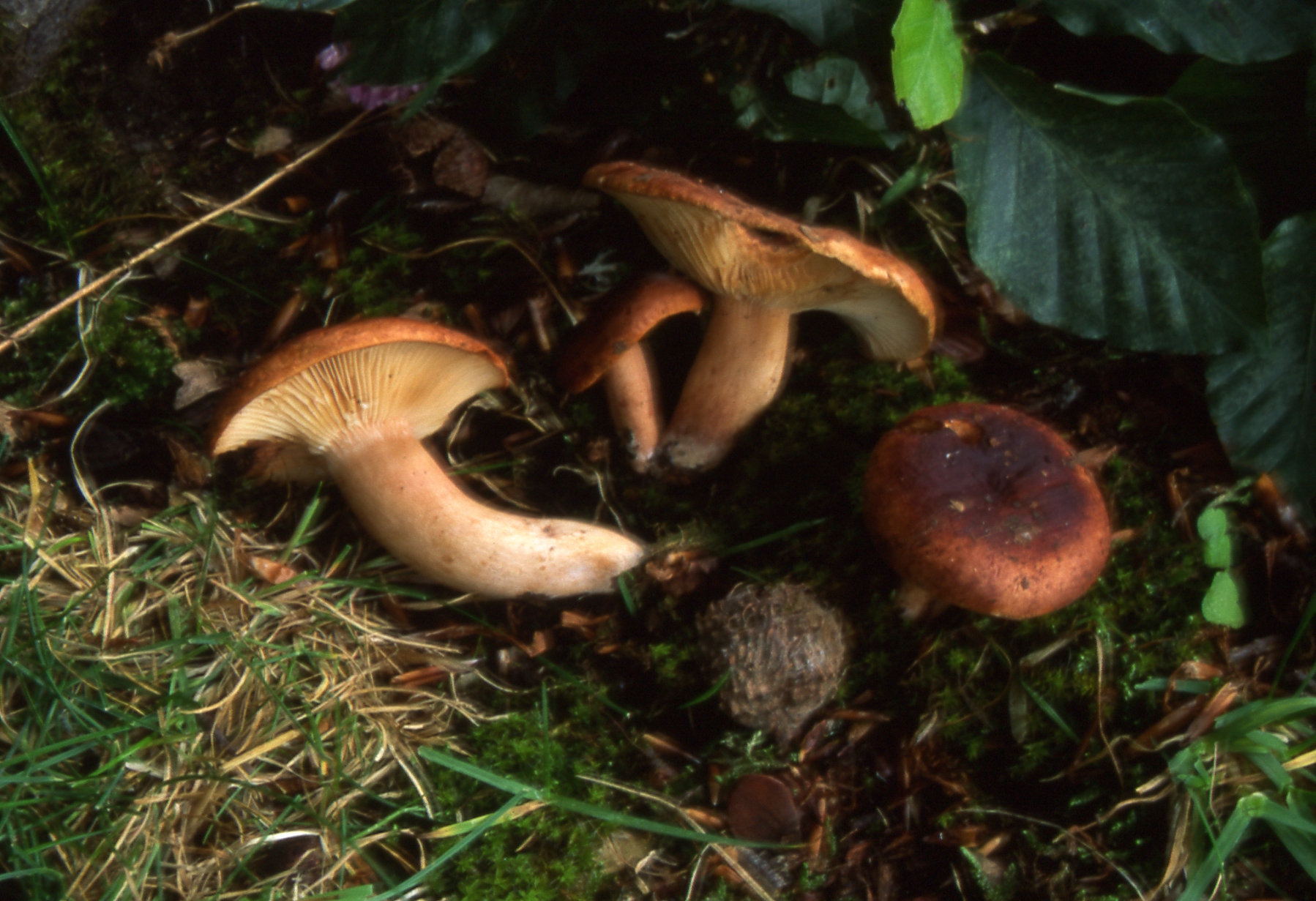 Lactarius ichoratus