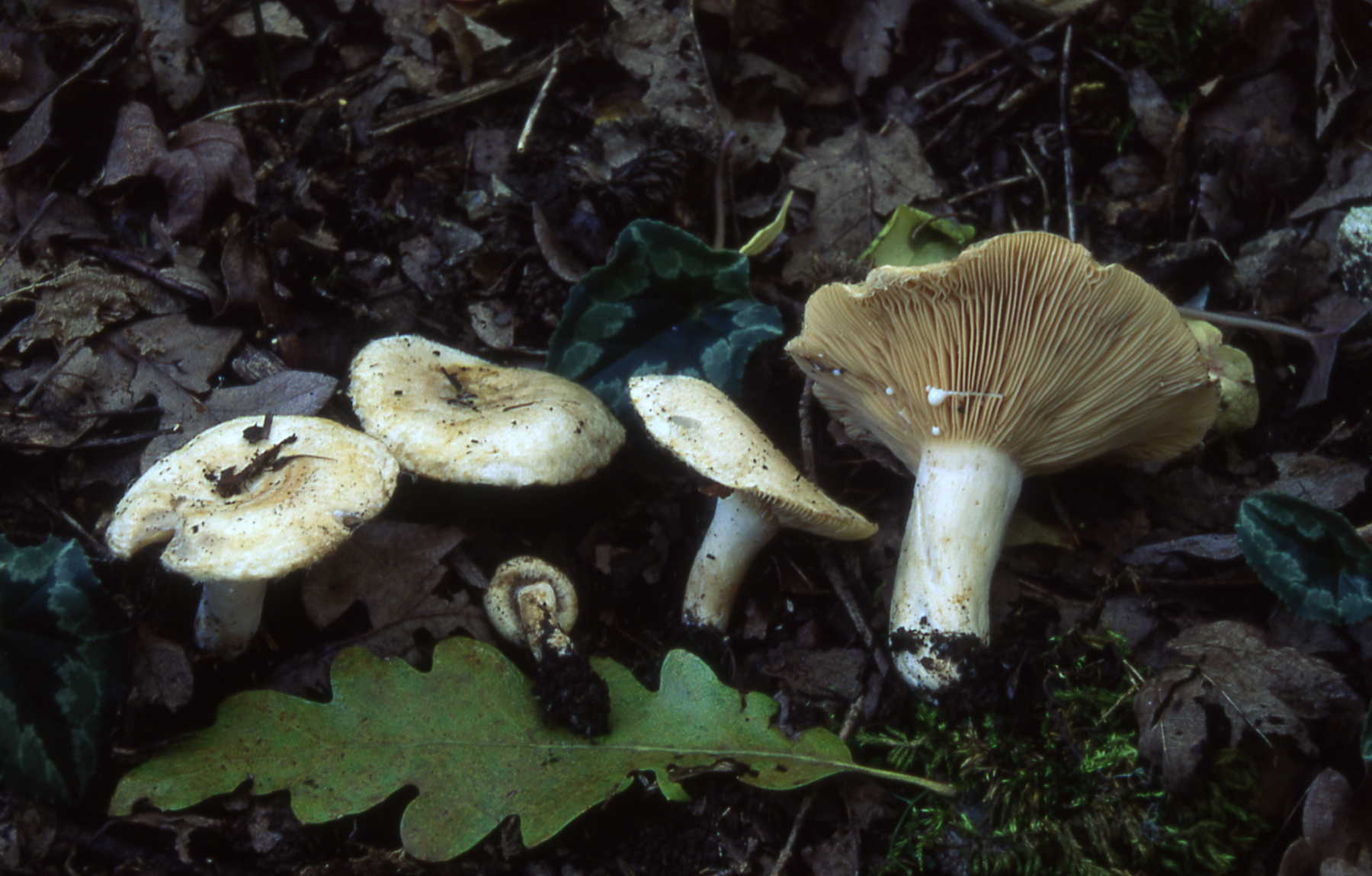 Lactarius maireii