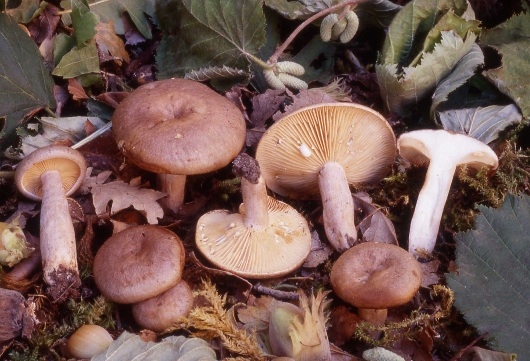 Lactarius pirogalus