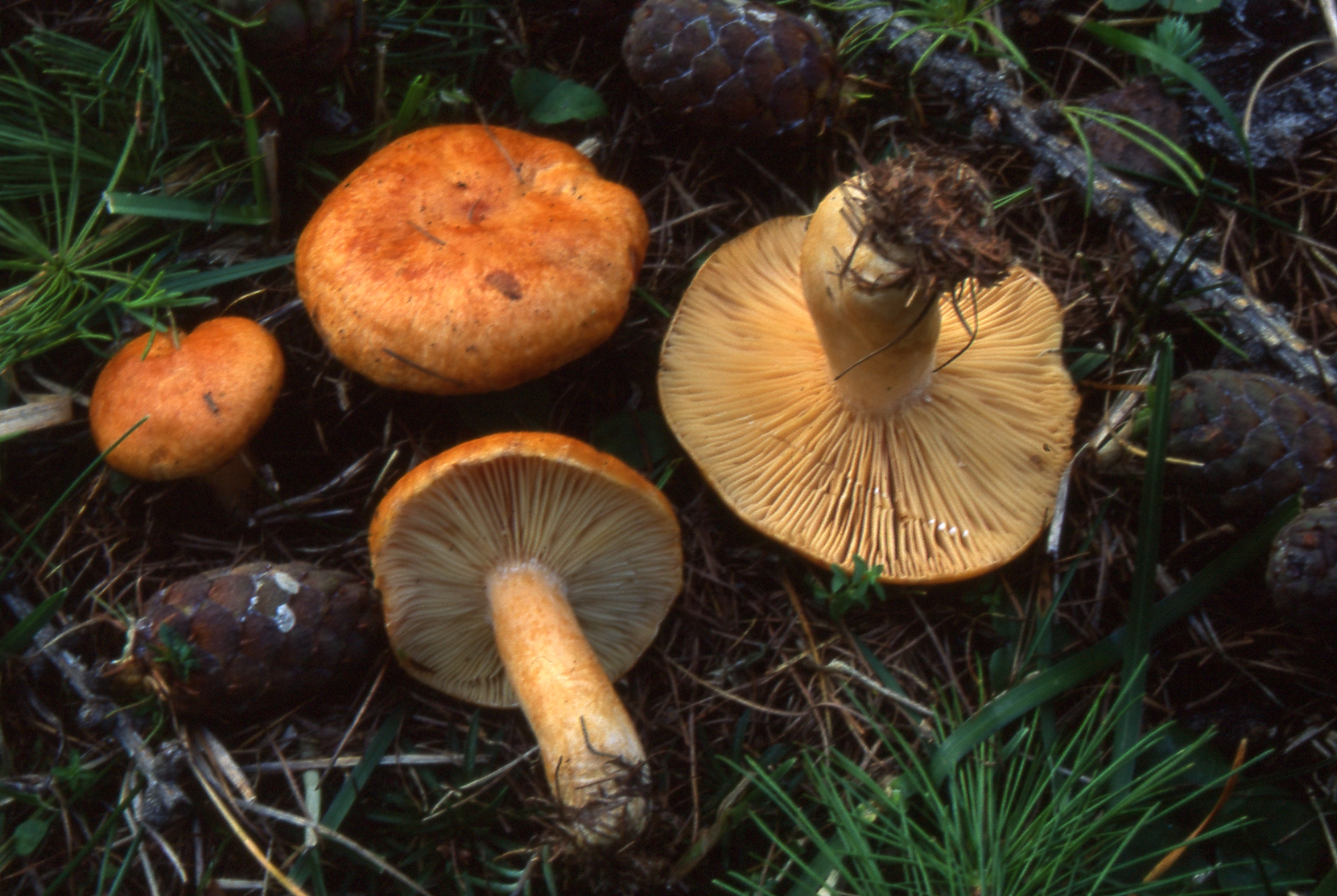 Lactarius porninsis