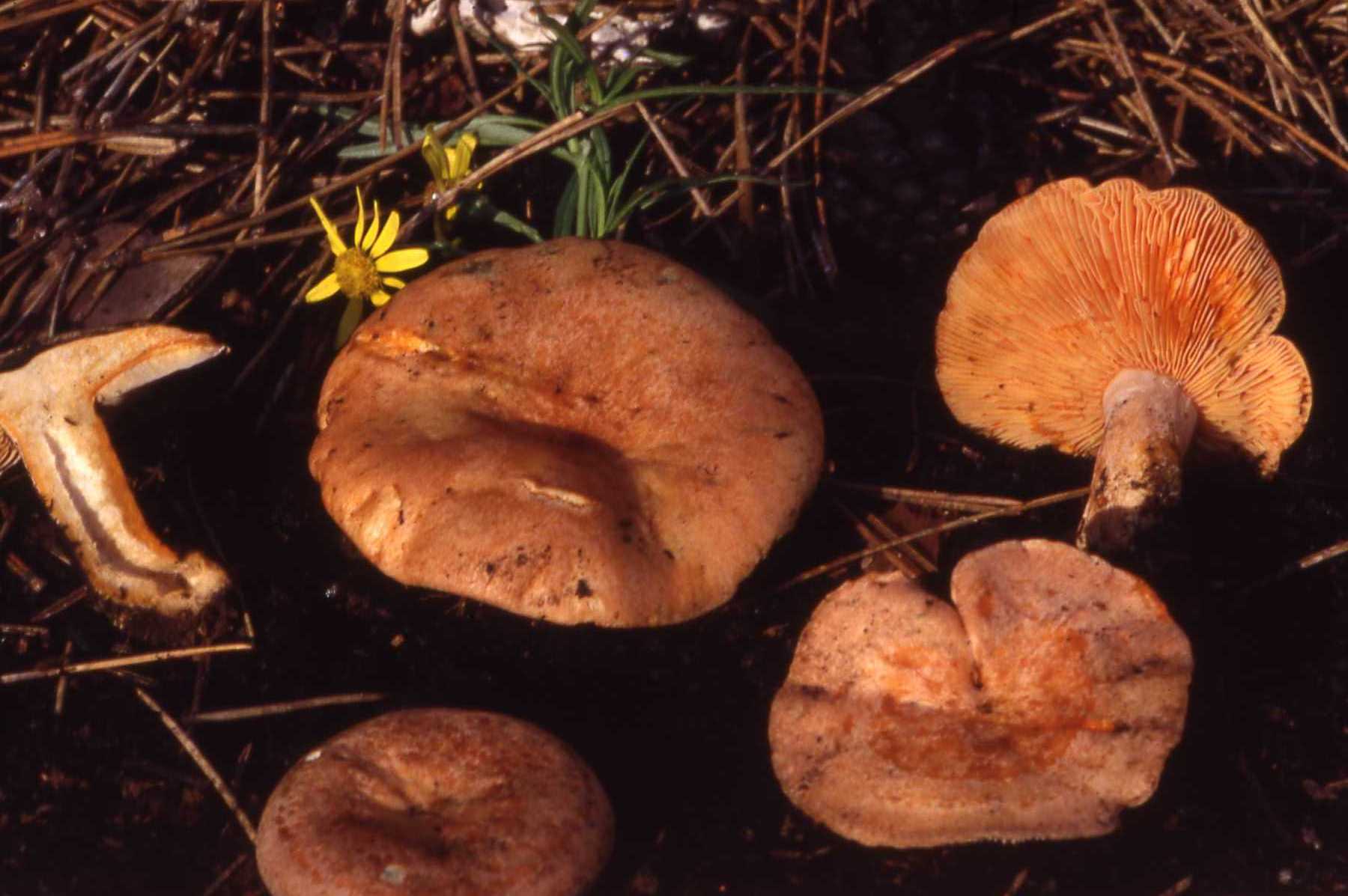 Lactarius quieticolor