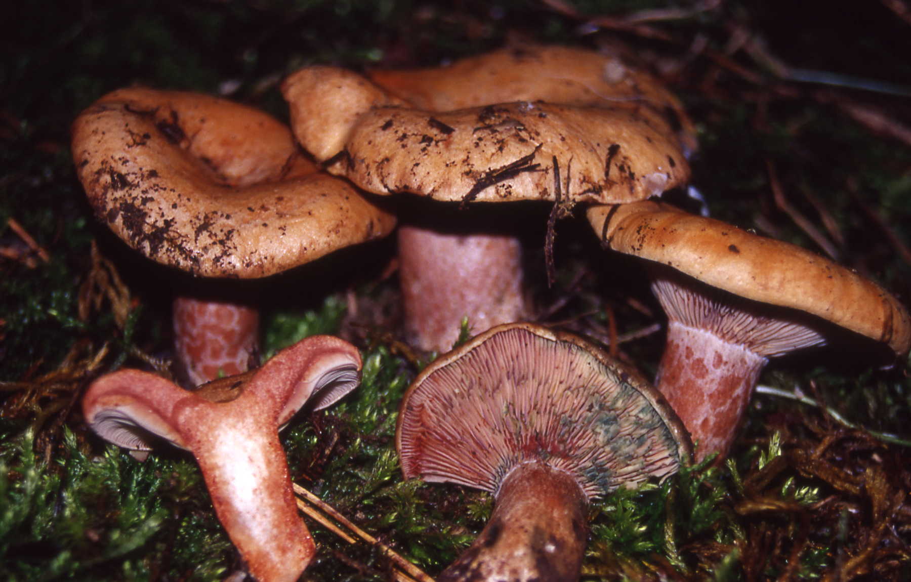 Lactarius sanguifluus (Paulet) Fr..