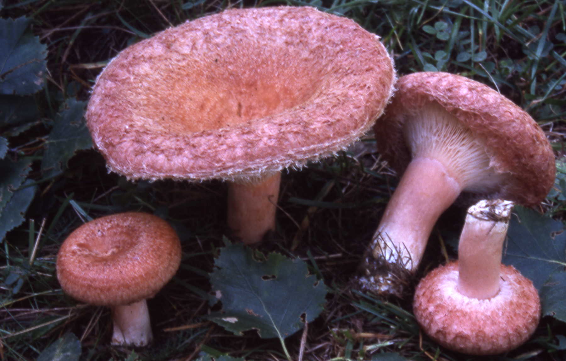 Lactarius torminosus (Schaeff.) Pers.